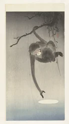 Singe atteignant le reflet de la lune