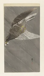 Aigle volant vers le bas