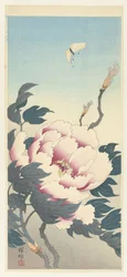 Pivoine et un papillon
