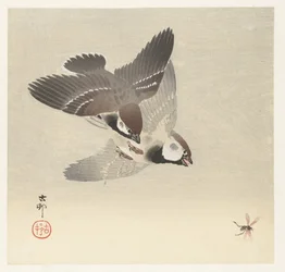 Moineaux et insecte