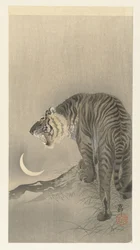 Tigre rugissant