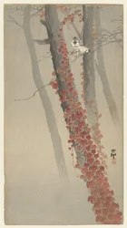 Lierre rouge