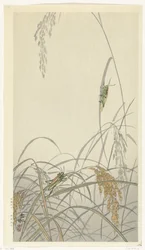 Sauterelles sur des plants de riz