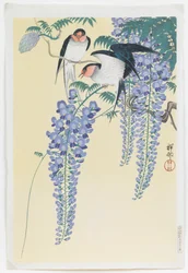 Hirondelles et glycine