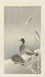 Deux canards sur des roseaux enneigés