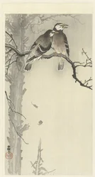 Deux étourneaux gris