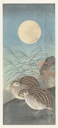 Deux cailles sous la pleine lune