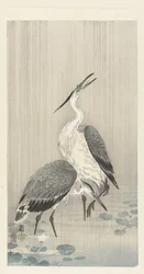 Deux hérons sous la pluie