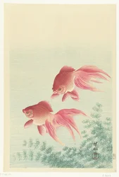 Deux poissons rouges à queue-de-voile