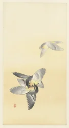 Deux oiseaux se battant