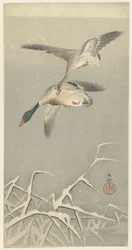 Deux canards sauvages en vol