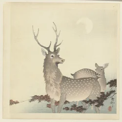Deux cerfs
