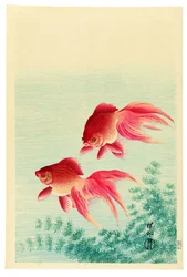 Deux poissons rouges à queue-de-voile