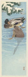 Deux canards sauvages dans l