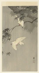 Oiseaux sous la pluie