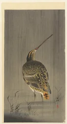 Bécassine sous la pluie
