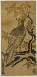 Un Faucon sur un Arbre de Kiri