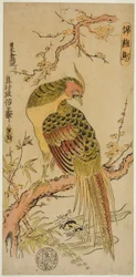 Faisan doré (Kinkeicho)