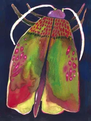 Papillon de nuit