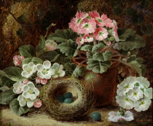 Fleurs (primeveres) et nid d