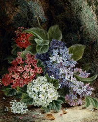 Fleurs de lilas et d