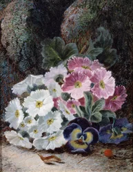 Nature morte de primeveres et pensees. Peinture de Oliver Clare (vers 1853-1927) Collection privee.