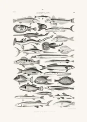 Sealife I
