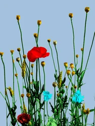 Coquelicot et fleurs, 2019 (technique mixte numérique)