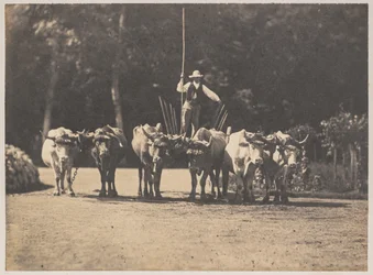 Équipe de six bœufs avec leur conducteur