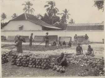 Hommes et femmes préparant du coprah aux Indes néerlandaises