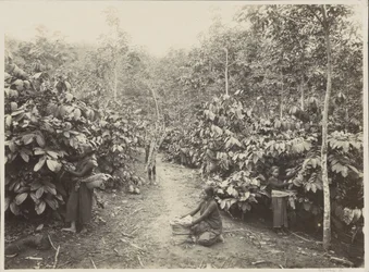 Femmes travaillant dans une plantation aux Indes néerlandaises
