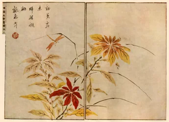 Libellule avec des plantes, 1746, 1924