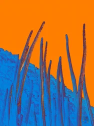 Cactus bleus, ciel orange