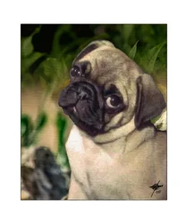 Un chiot carlin curieux