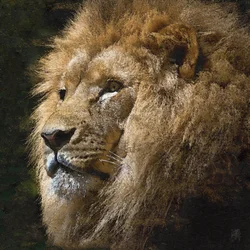 Le majestueux lion doré