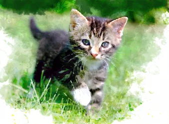 Un chaton espiègle dans l