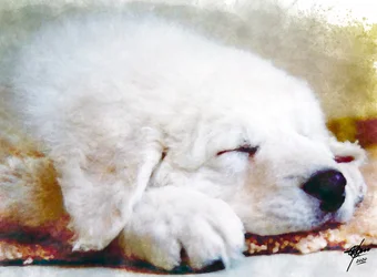 Un chiot qui dort paisiblement