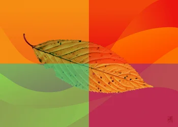 Feuille d