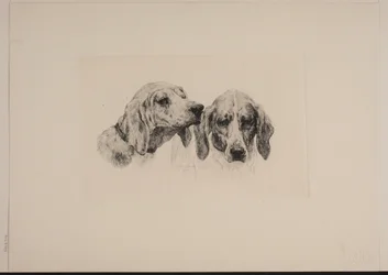 Danois : Deux têtes de chien