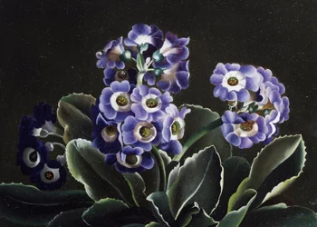 Nature morte de primeveres