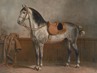 Lipizzan