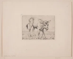 Un veau