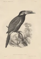 Selenidera Spectabilis, lithographie par Bowen et Co., 1850