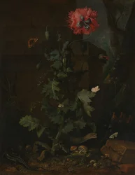 Nature morte avec coquelicot, insectes et reptiles, vers 1670