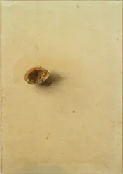 Coquille de noix