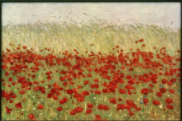 Coquelicots et blé
