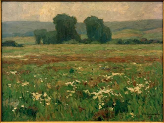 Peupliers dans un pré fleuri