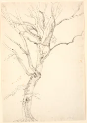 Feuille de Hêtre
