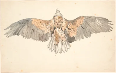 Un busard mort avec des ailes déployées