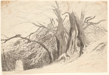 Une pente avec de grands arbres dans une forêt, avec deux dames marchant